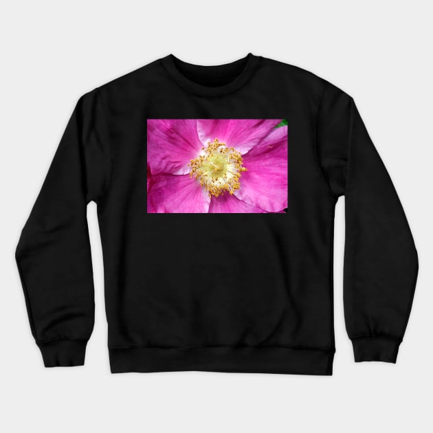 Dog Rose Crewneck Sweatshirt by gracethescene